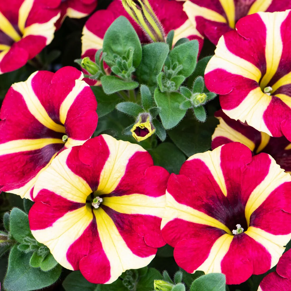 Petunia 'Amore Queen of Hearts' (x3) - Image 3