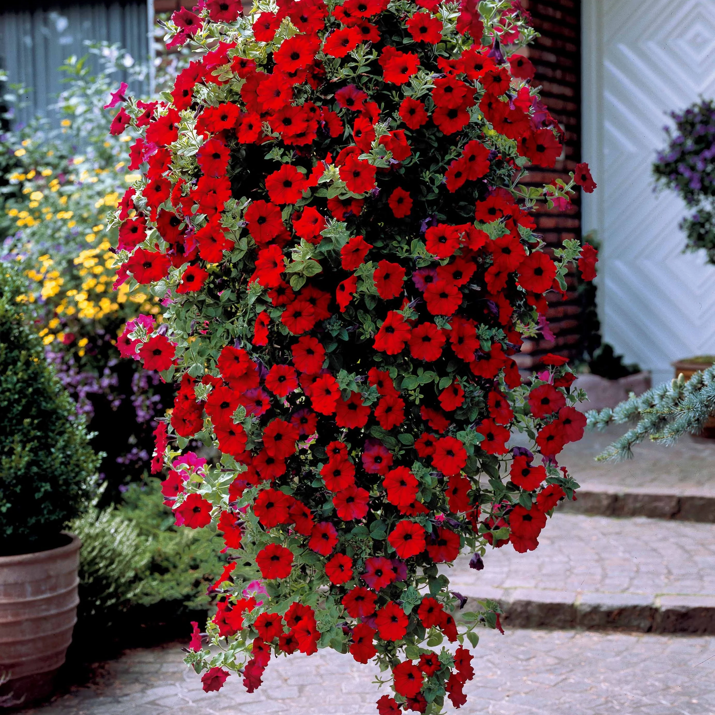 Petunia Collectie: rood, roze, geel (x9)