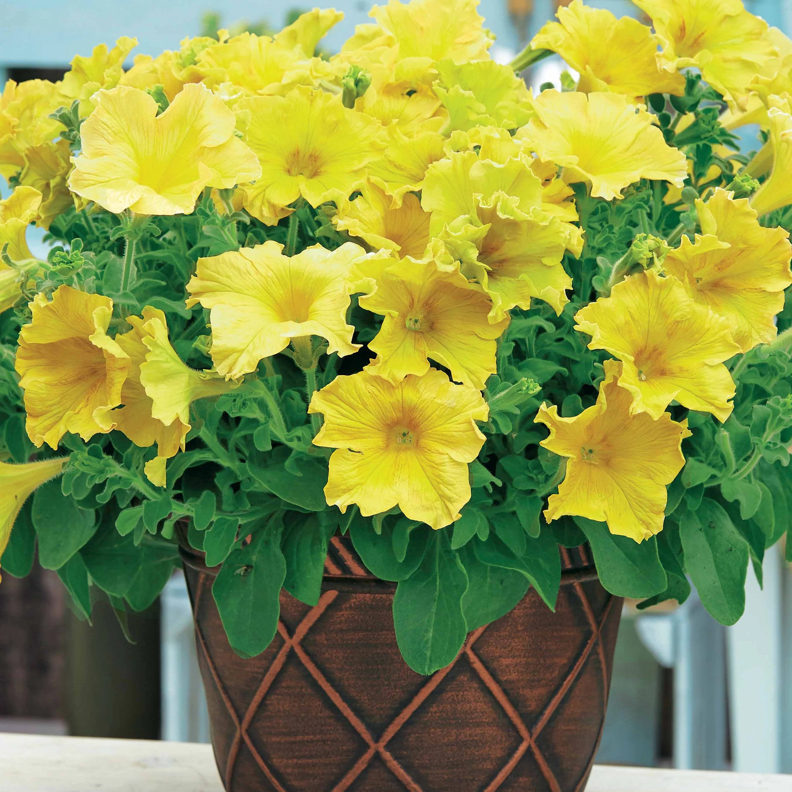 Petunia Collectie: rood, roze, geel (x9) - Image 3
