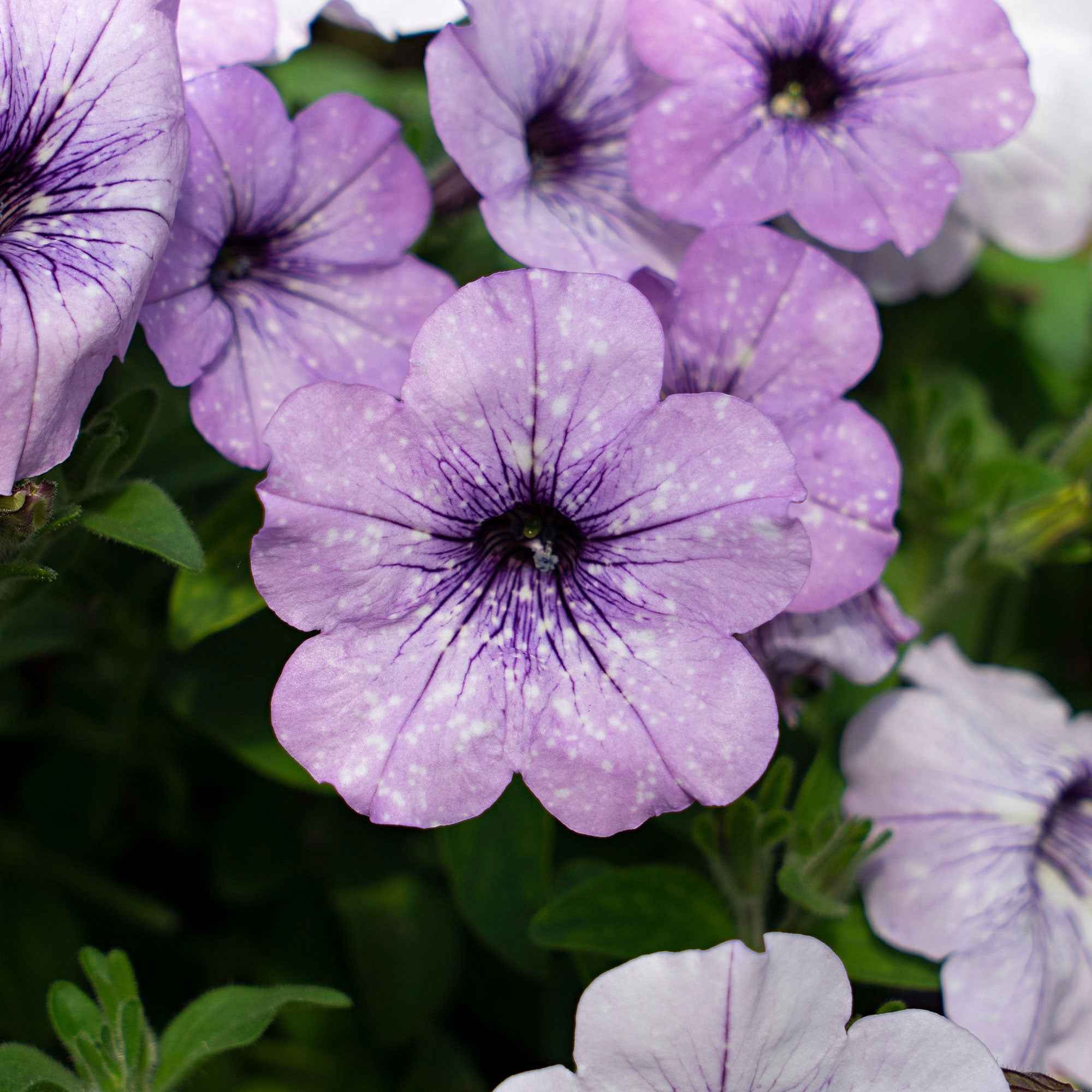 Petunia 'Lavender Sky' (x3) - Image 2