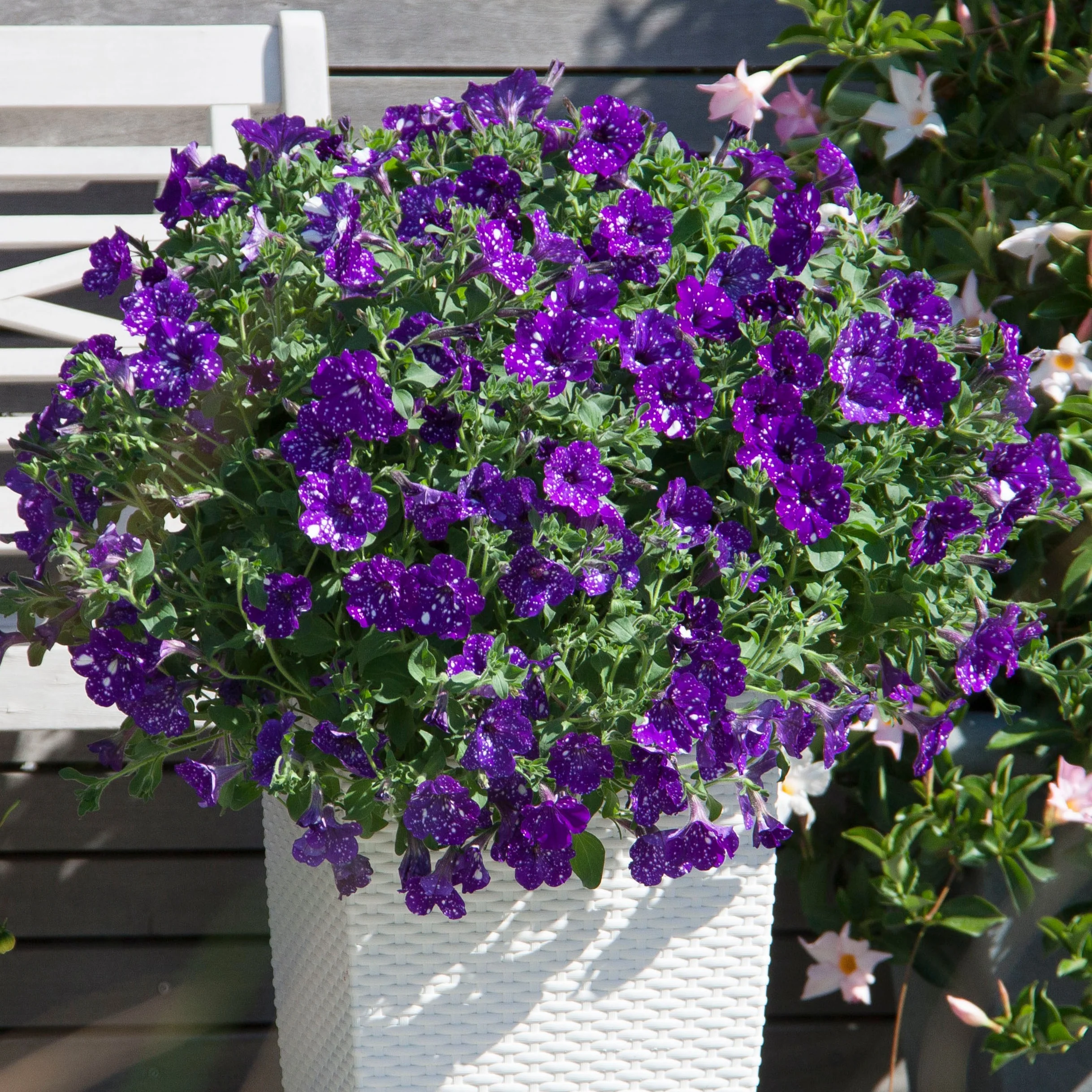 Petunia 'Night Sky'® (x3)