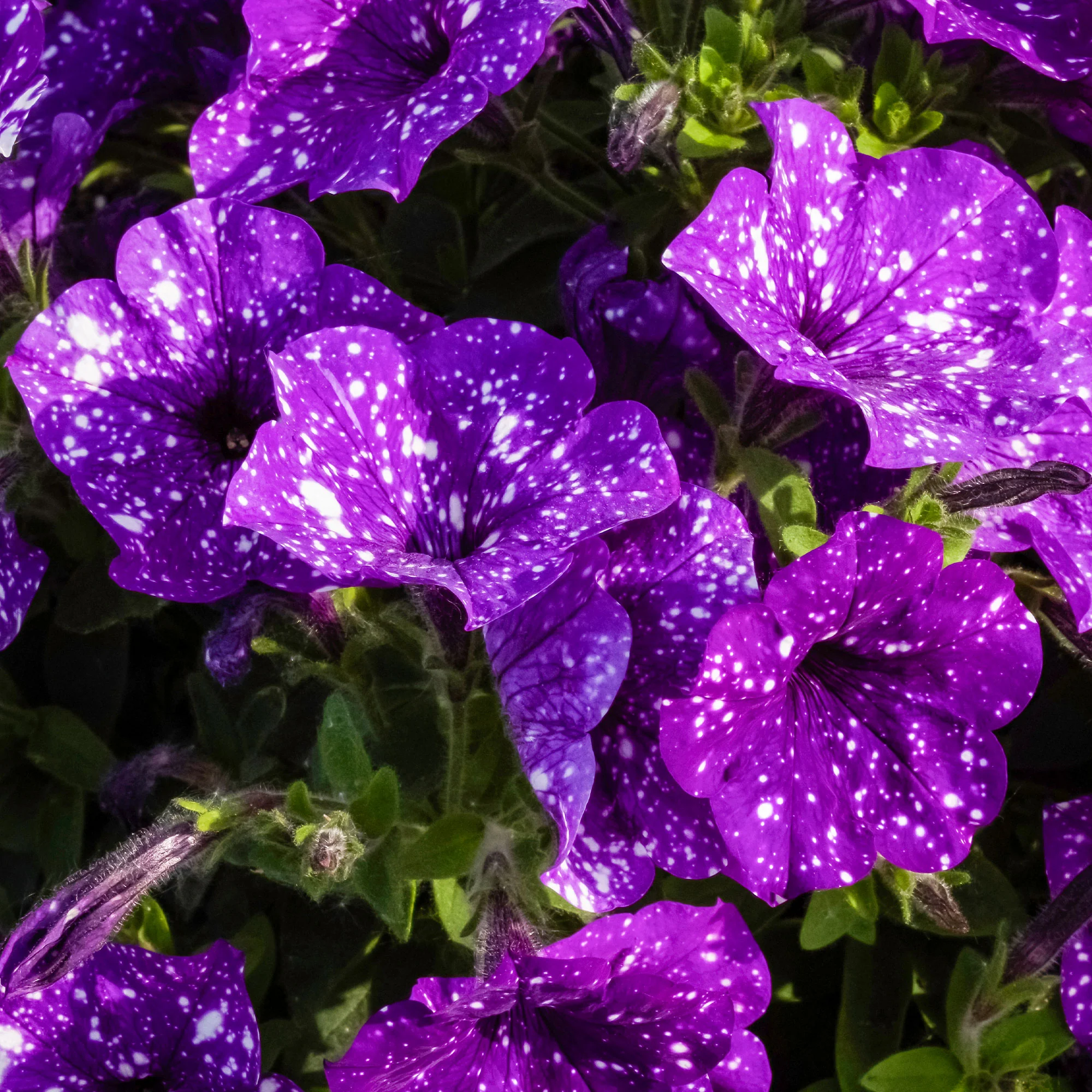 Petunia 'Night Sky'® (x3) - Image 2
