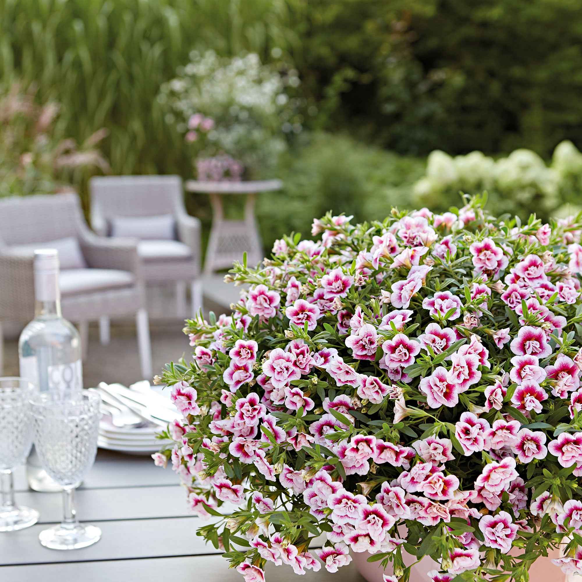 Petunia 'Pinktastic Double' (x3)