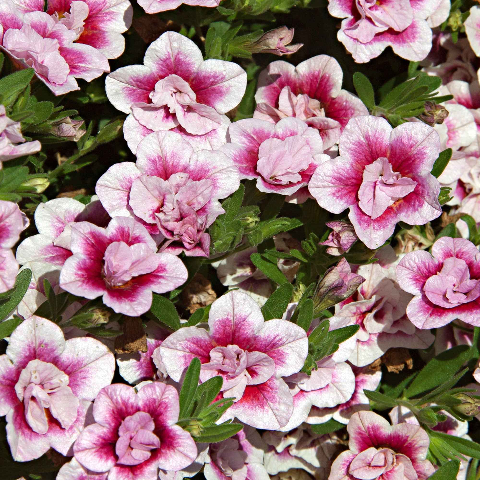 Petunia 'Pinktastic Double' (x3) - Image 2