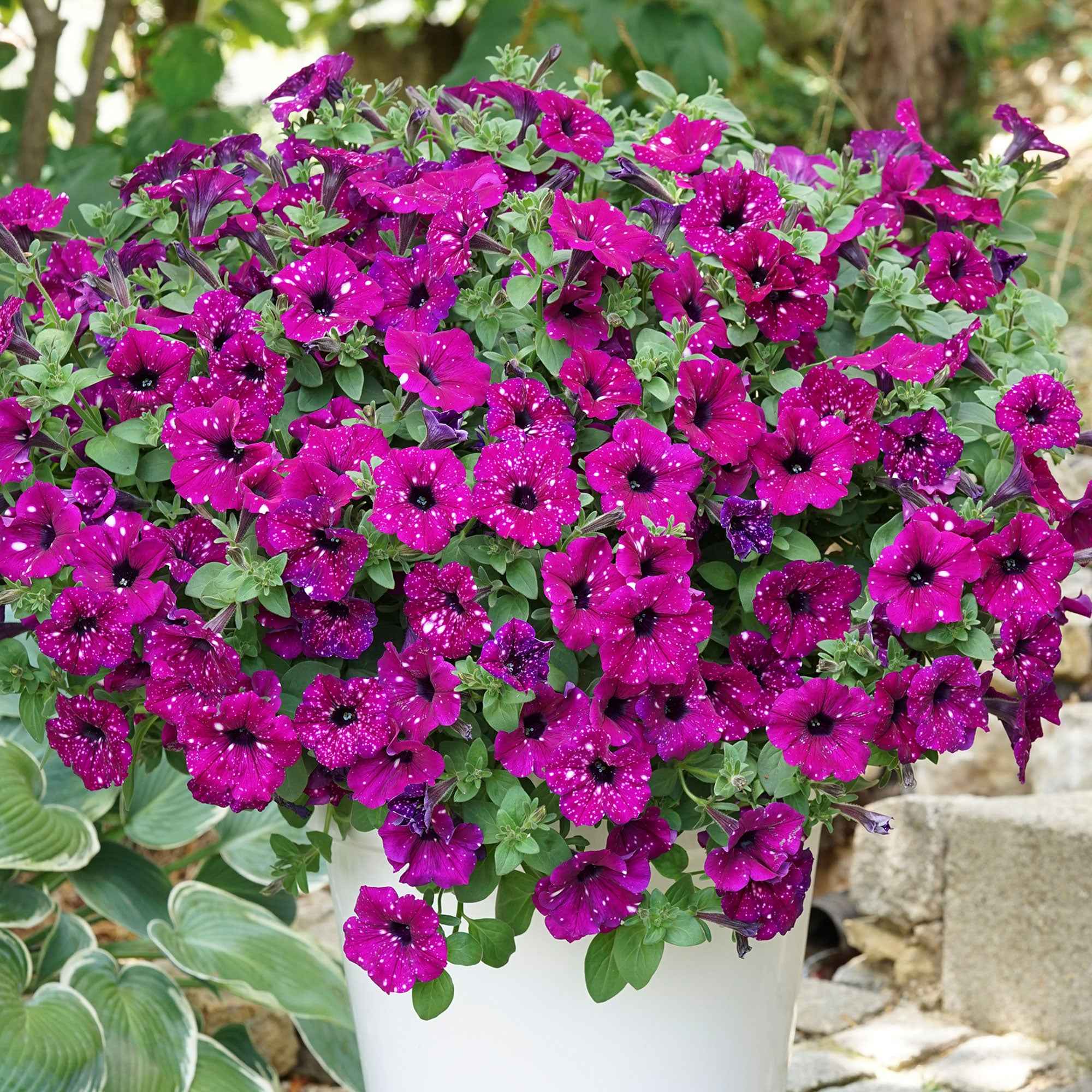 Petunia 'Royal Sky' (x3)