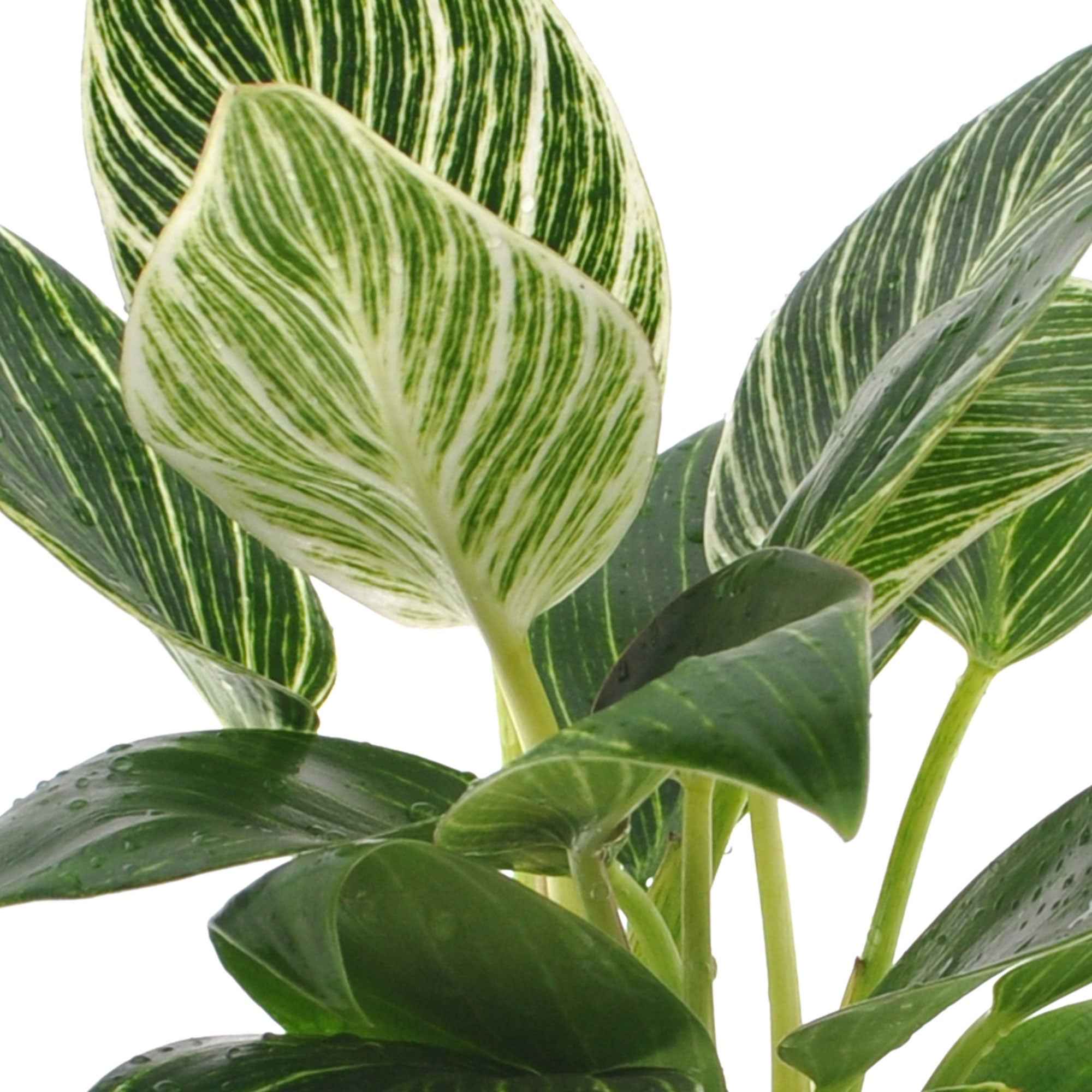 Philodendron Monstera White Wave - Image 6
