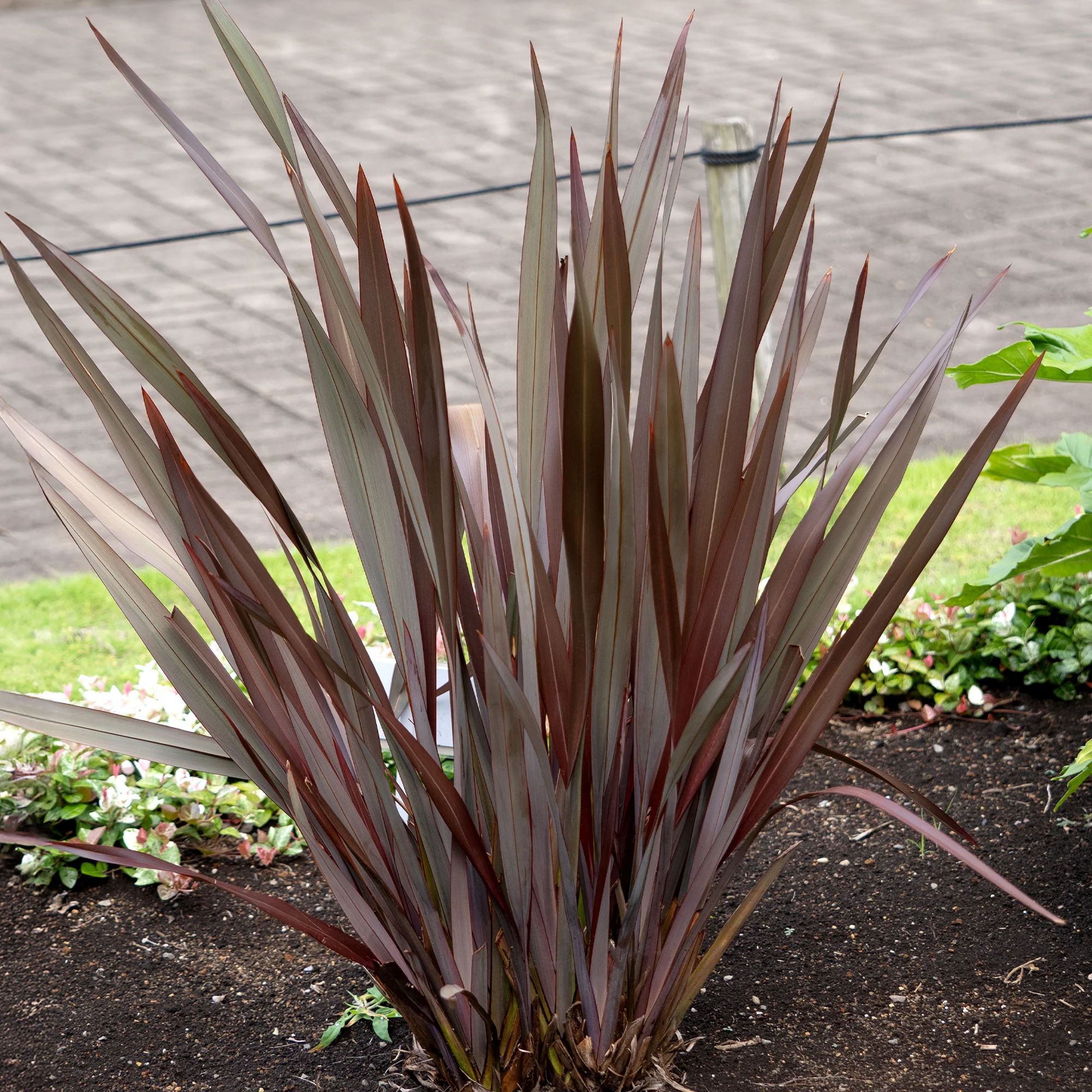 Phormium Black Adder ®