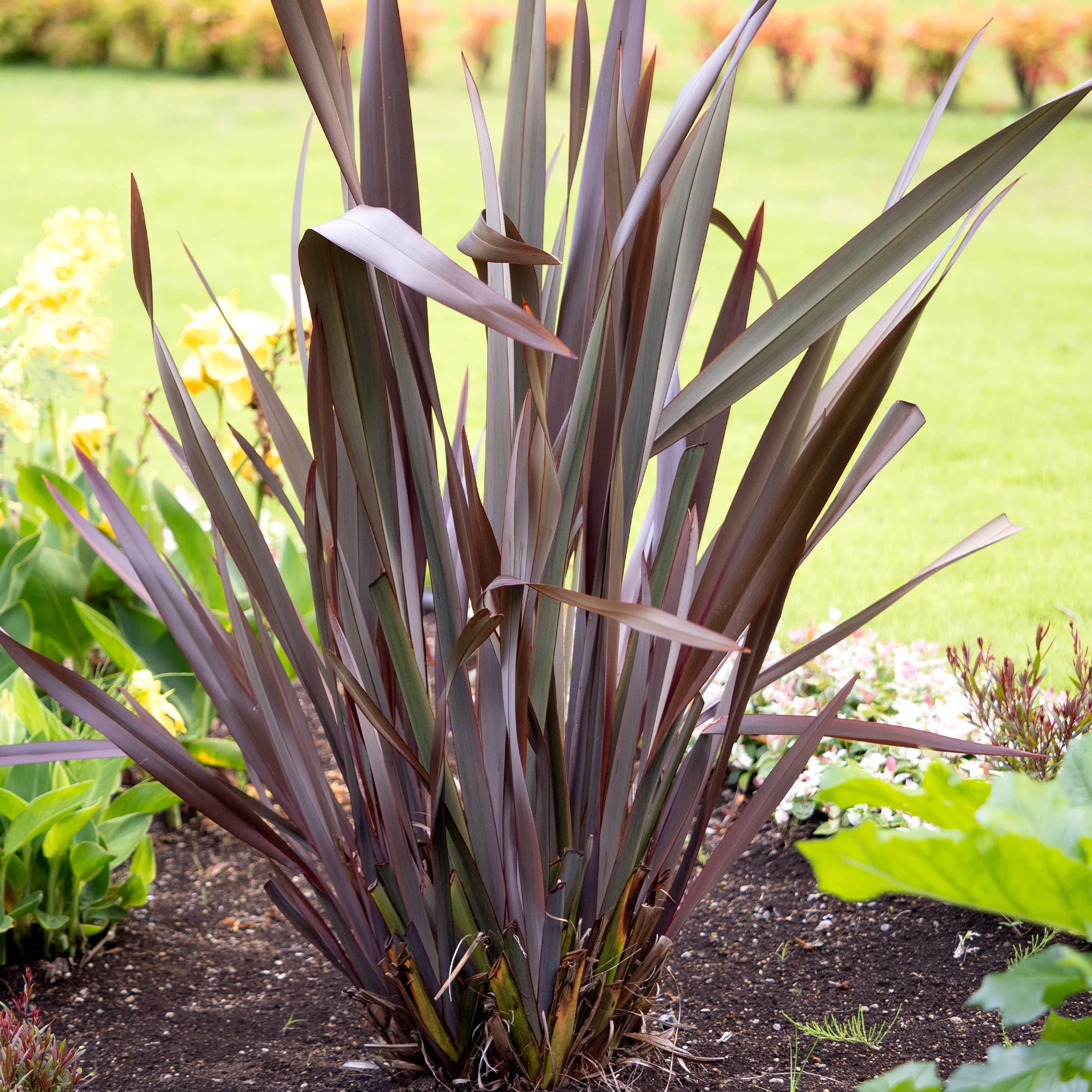Phormium Black Adder ® - Image 2