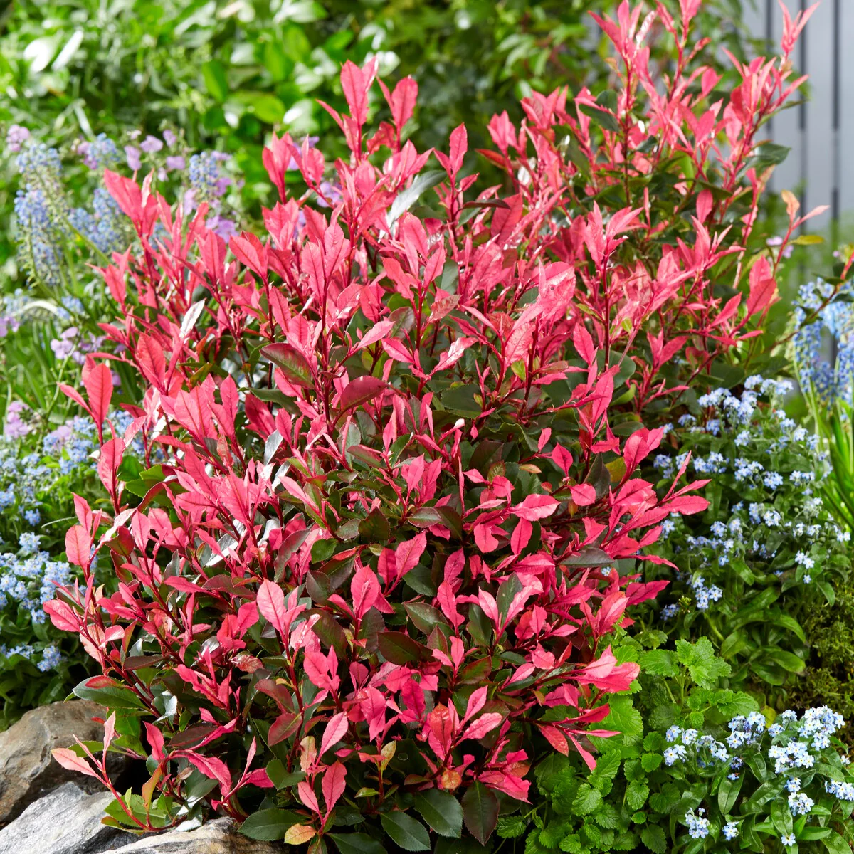 Photinia fraseri Little Fenna - Image 3