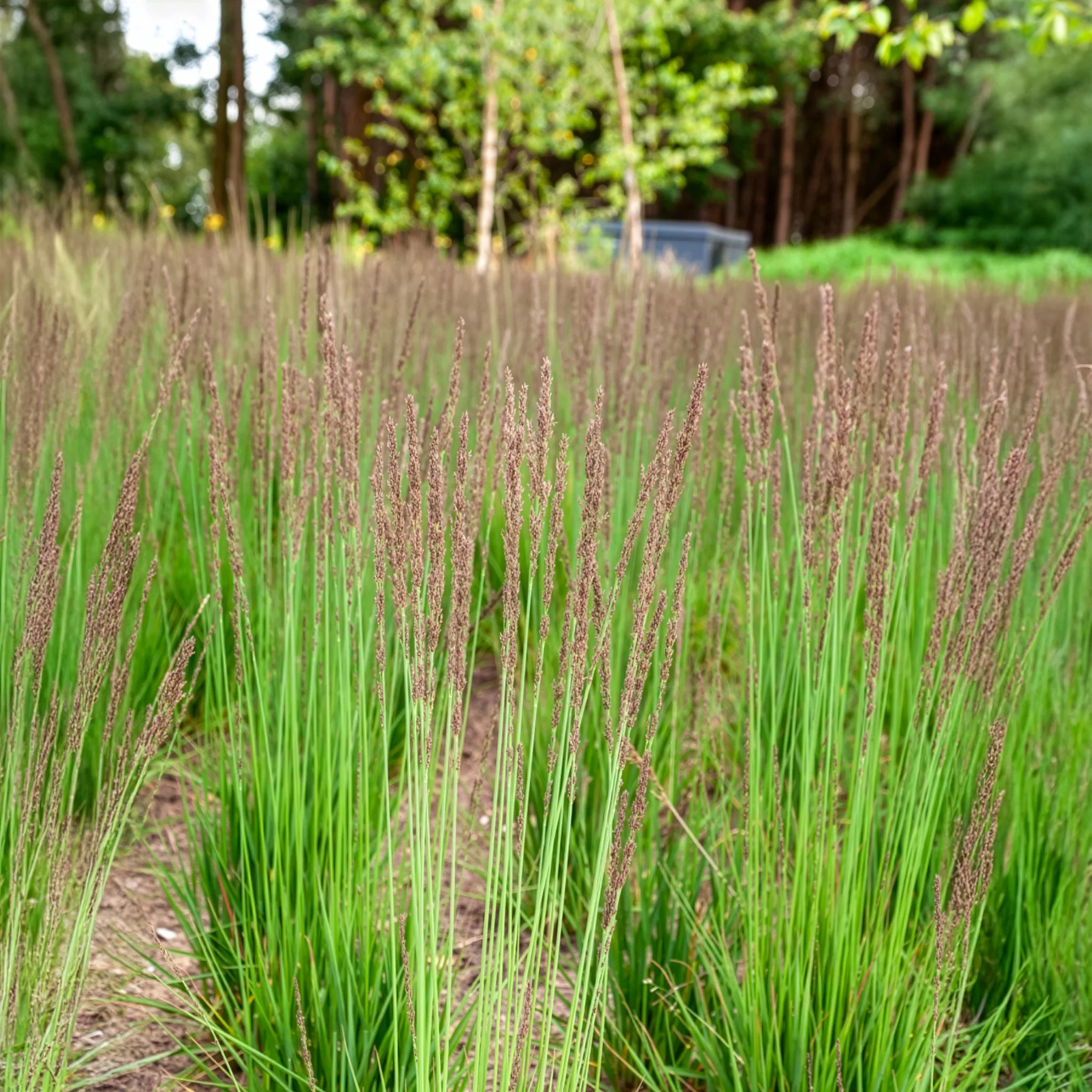 Pijpenstrootje Edith Dudszus