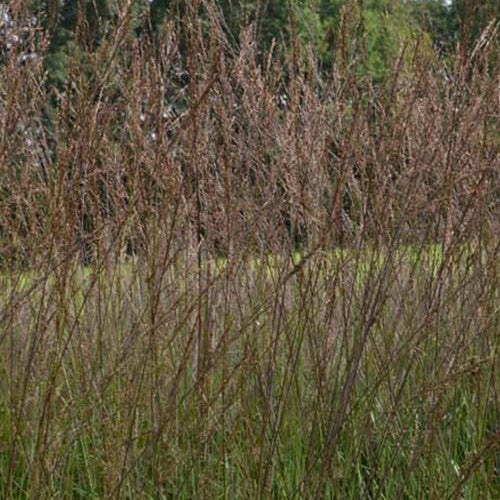 Pijpestrootje Karl Foester - Image 2