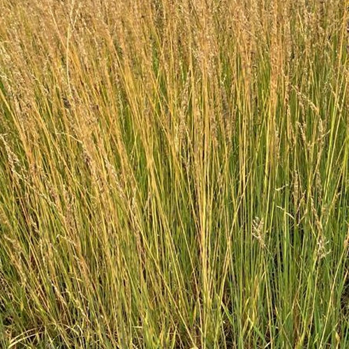 Pijpestrootje Moorflamme - Image 2