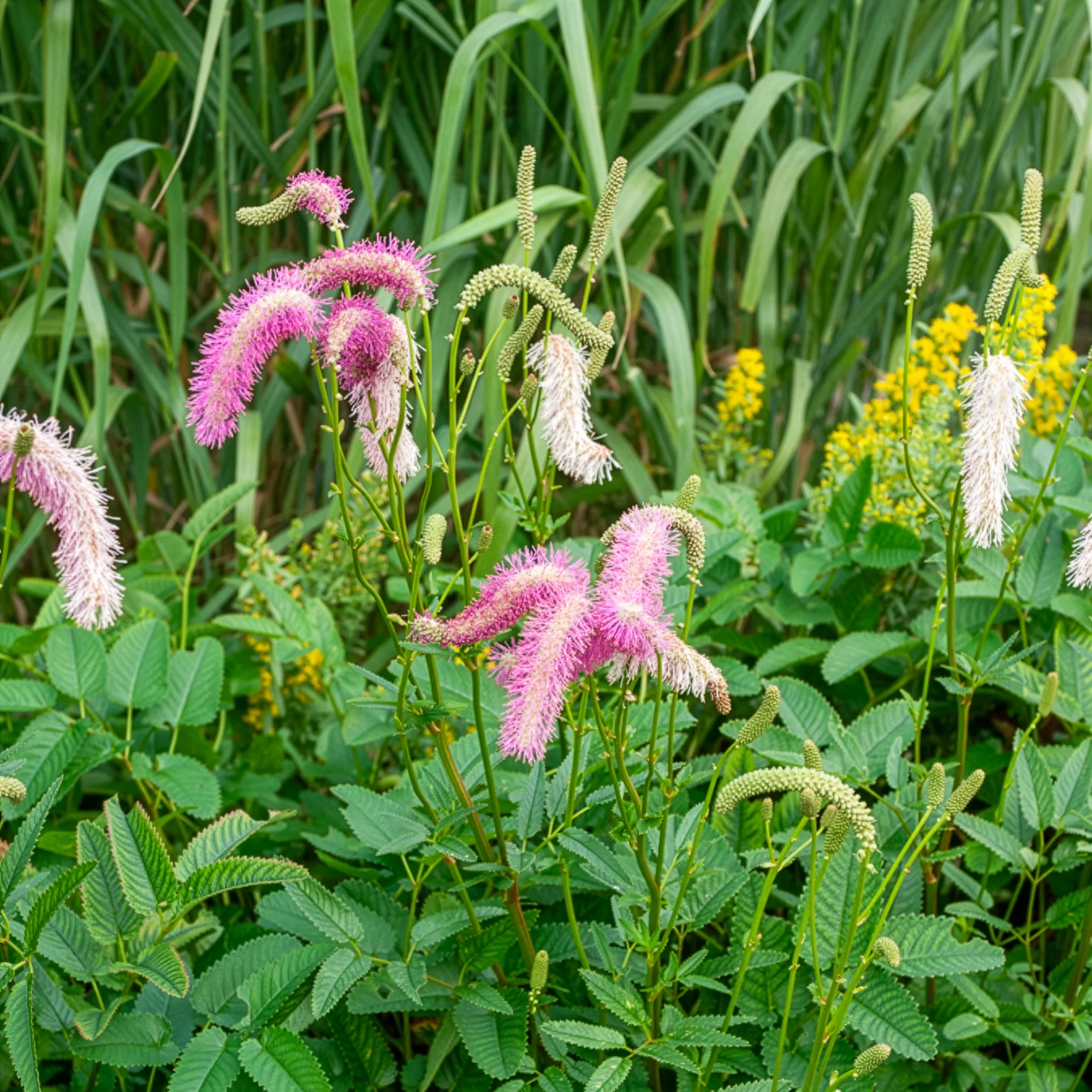 Pimpernel Pink Brushes
