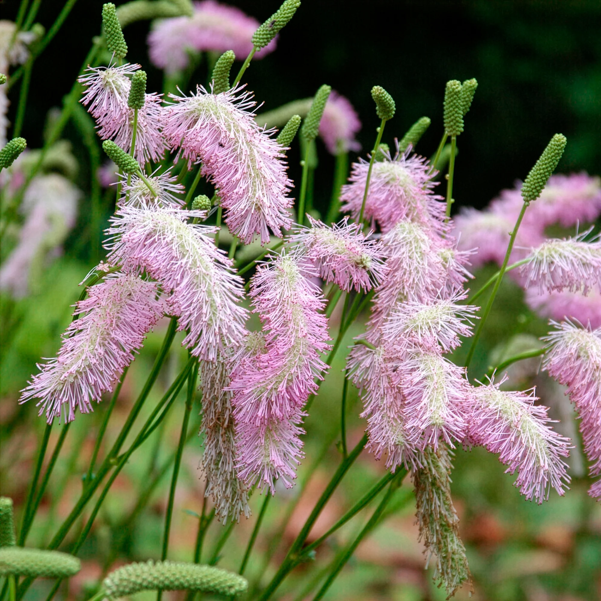 Pimpernel Pink Brushes - Image 2