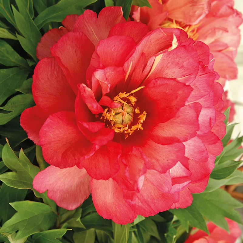 Pioenroos 'Julia Rose'