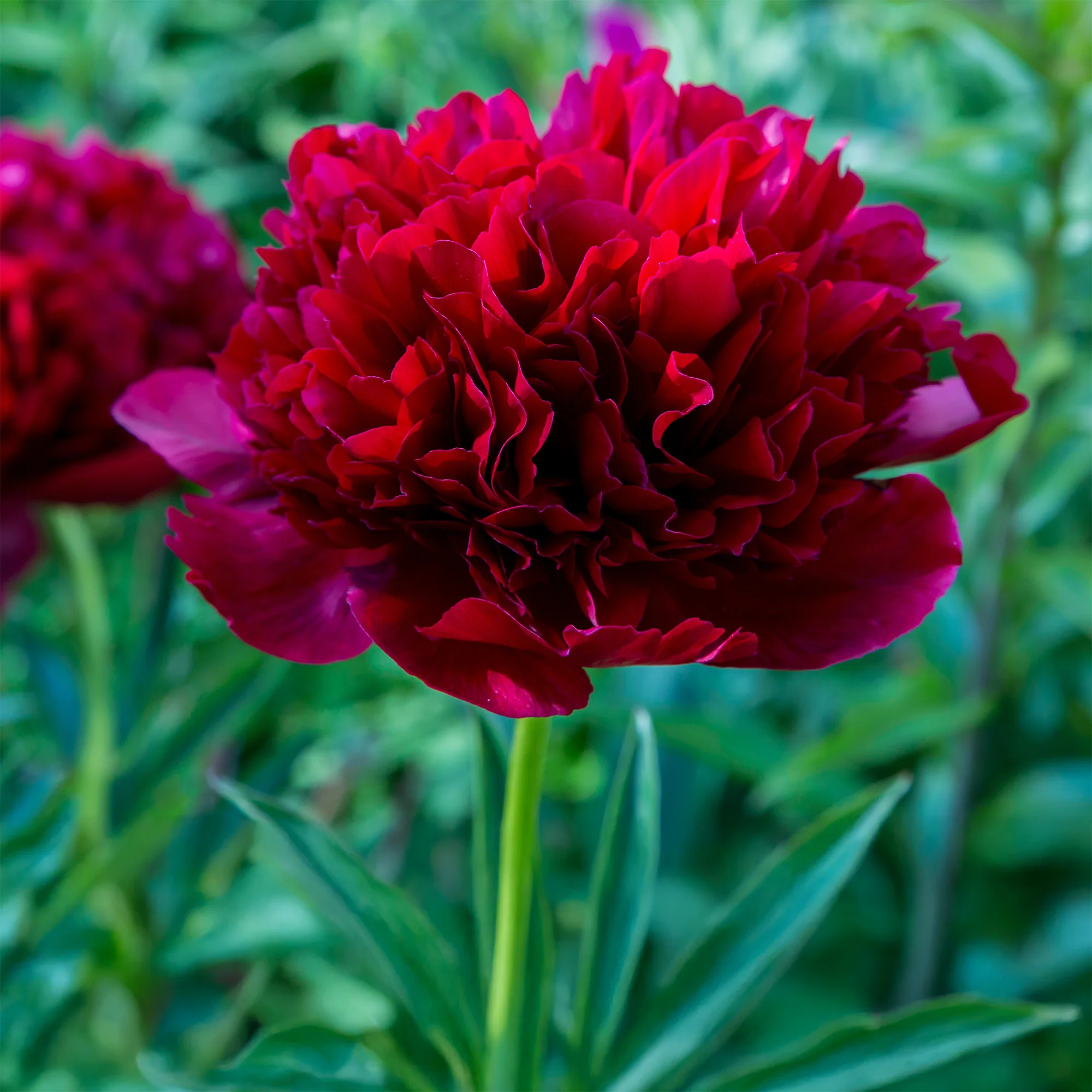 Pioenroos 'Red Charm' - Image 5
