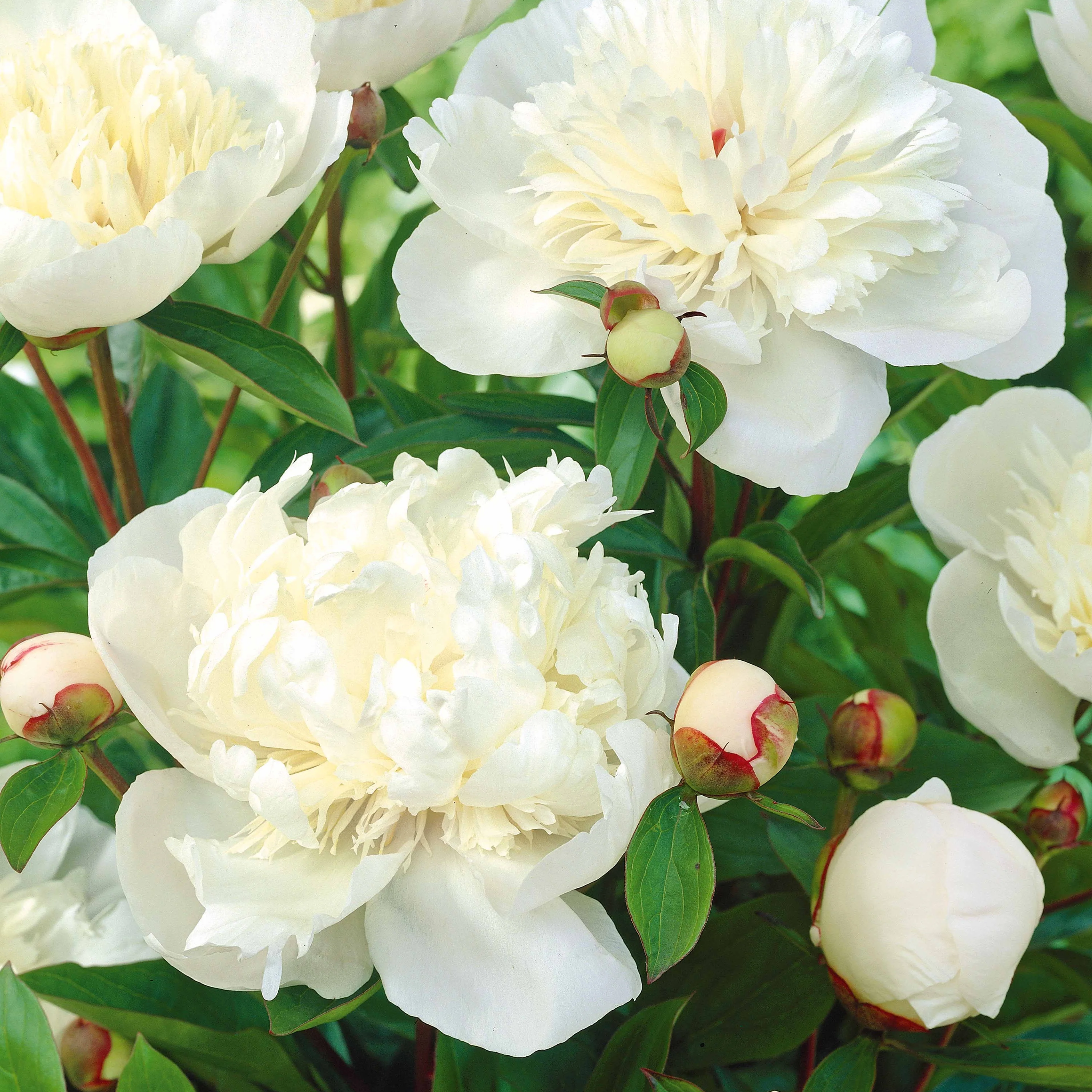 Pioenroos 'Red Charm' + 'Immaculate' + 'Sorbet' mix (x3) - Image 5