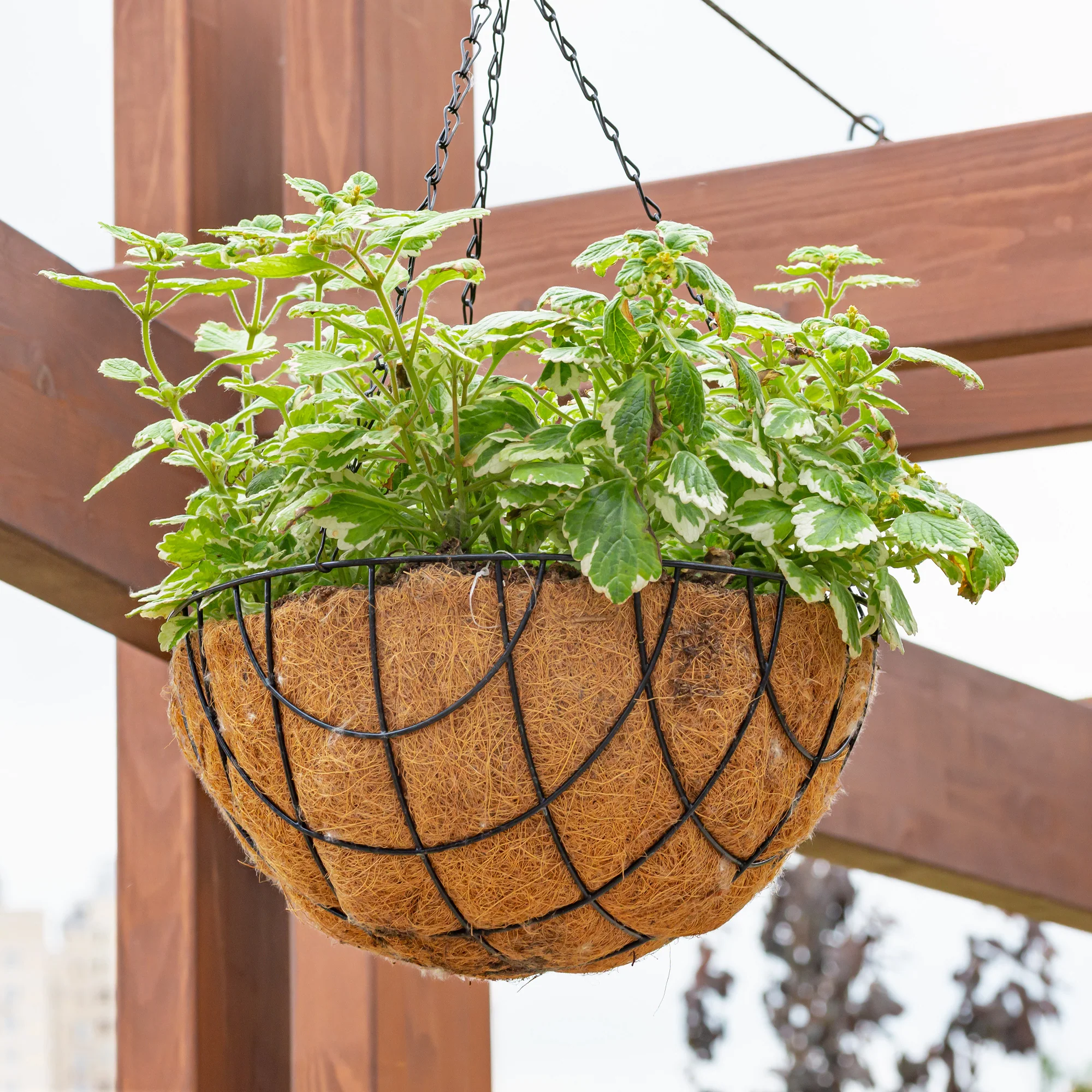 Plectranthus groen-wit - Image 3