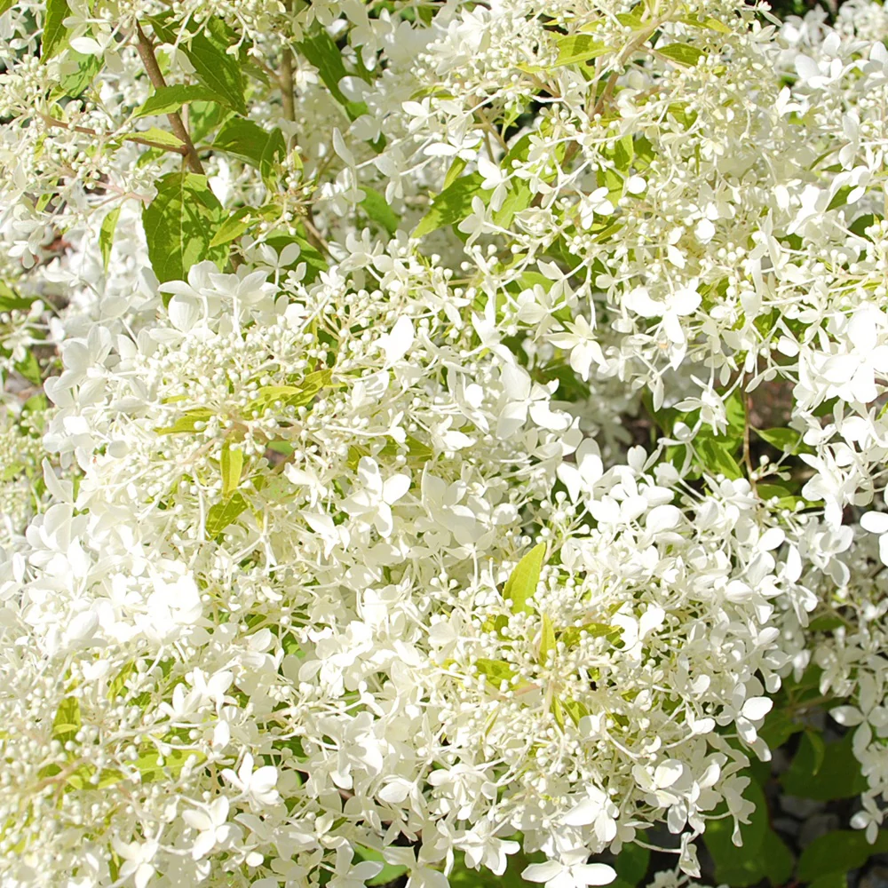 Pluimhortensia 'Dentelle de Gorron'® - Image 2