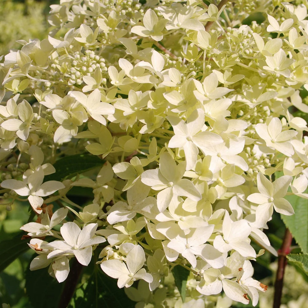 Pluimhortensia 'Dentelle de Gorron'® - Image 3