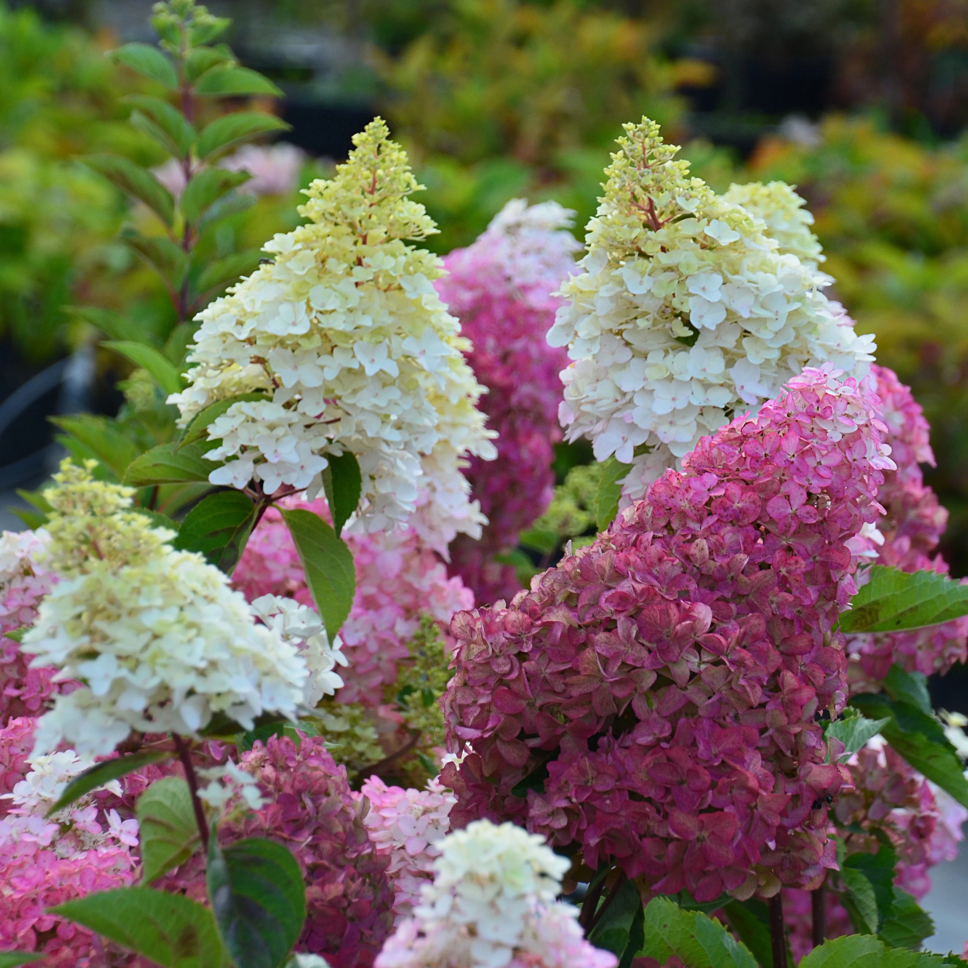 Pluimhortensia 'Fraise Melba'® 'Renba'