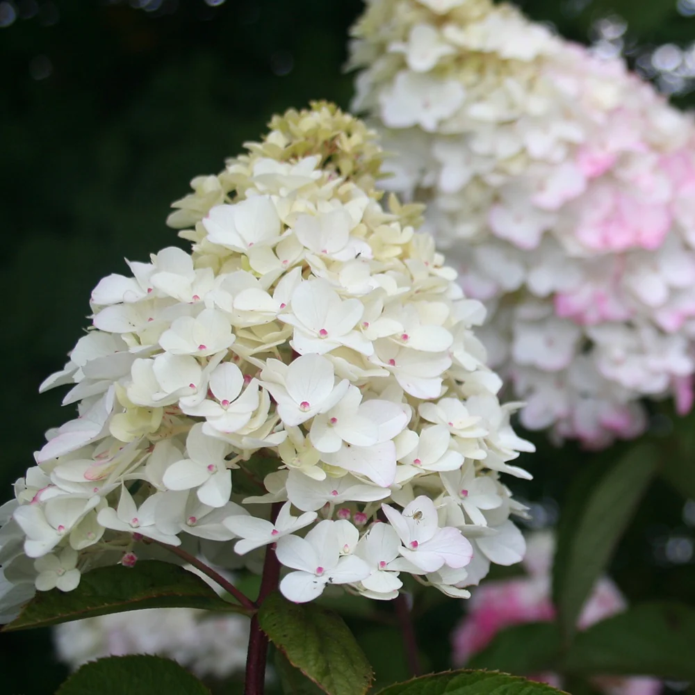 Pluimhortensia 'Fraise Melba'® 'Renba' - Image 6
