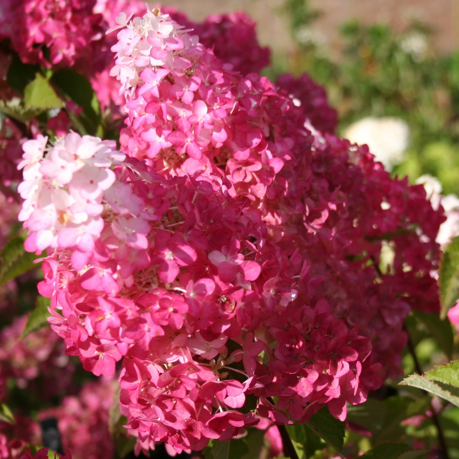Pluimhortensia 'Fraise Melba'® 'Renba' - Image 8
