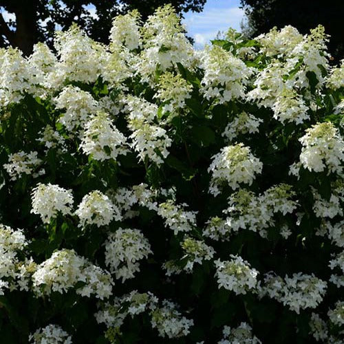 Pluimhortensia 'Great Star® Le Vasterival'
