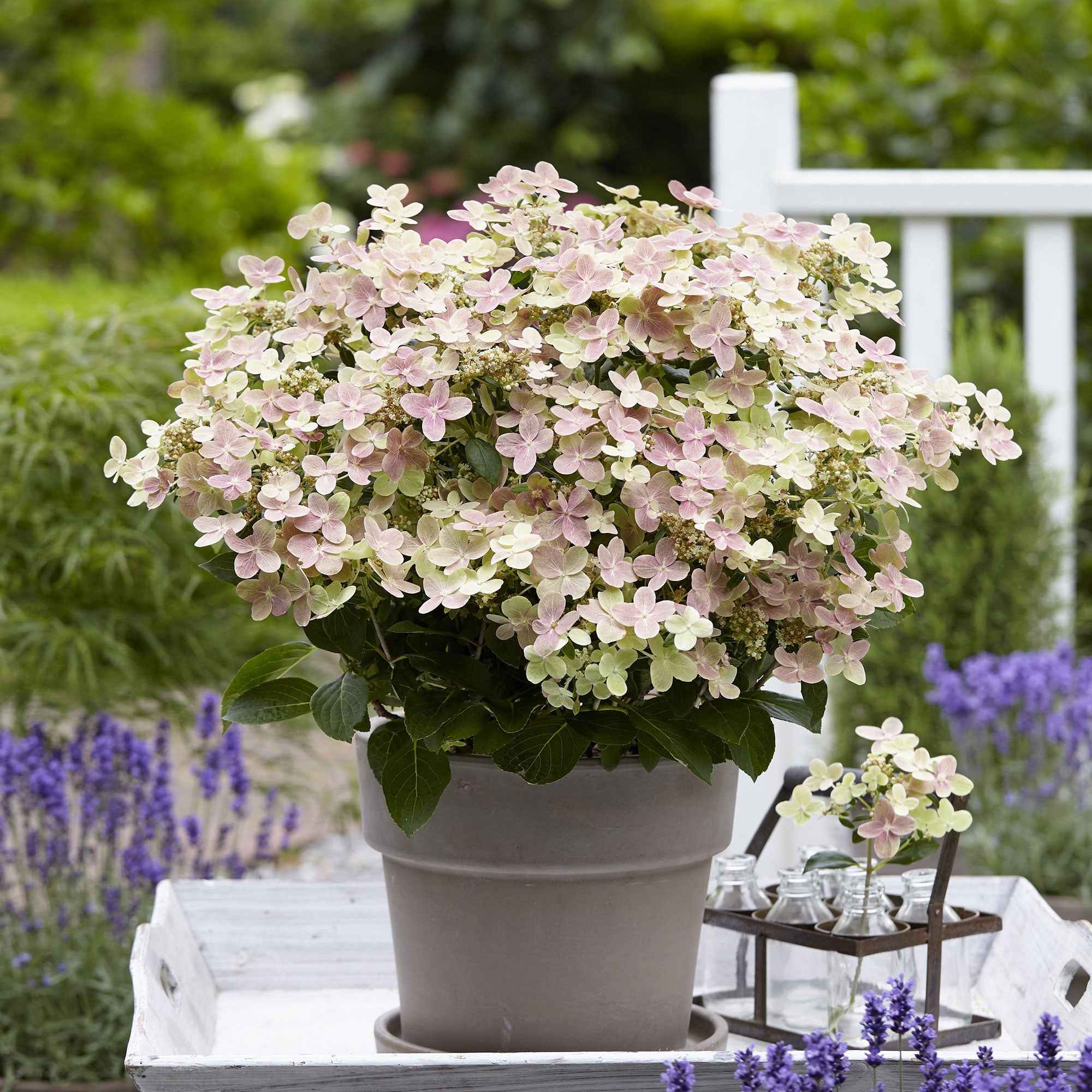 Pluimhortensia 'Switch Ophelia'®