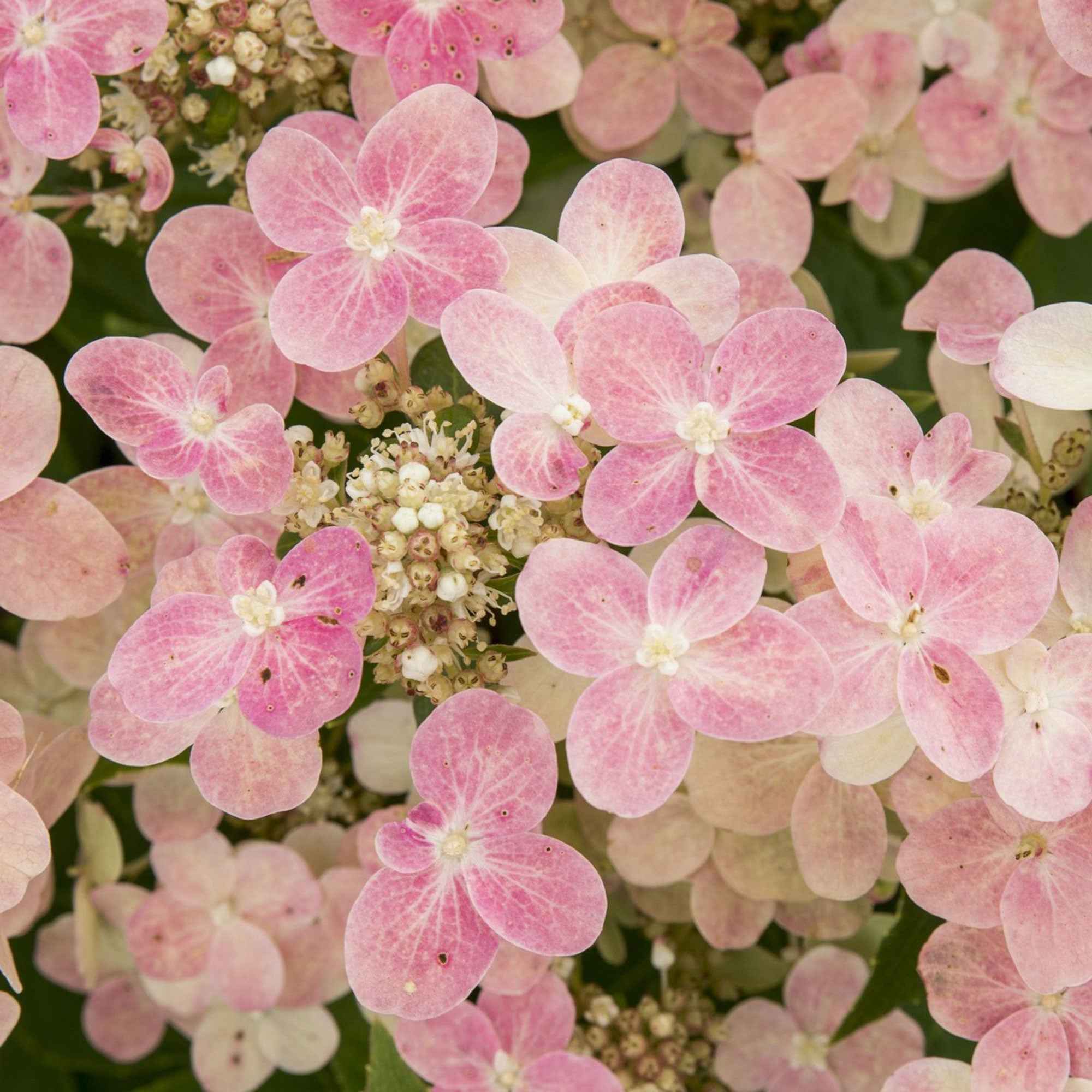 Pluimhortensia 'Switch Ophelia'® - Image 2