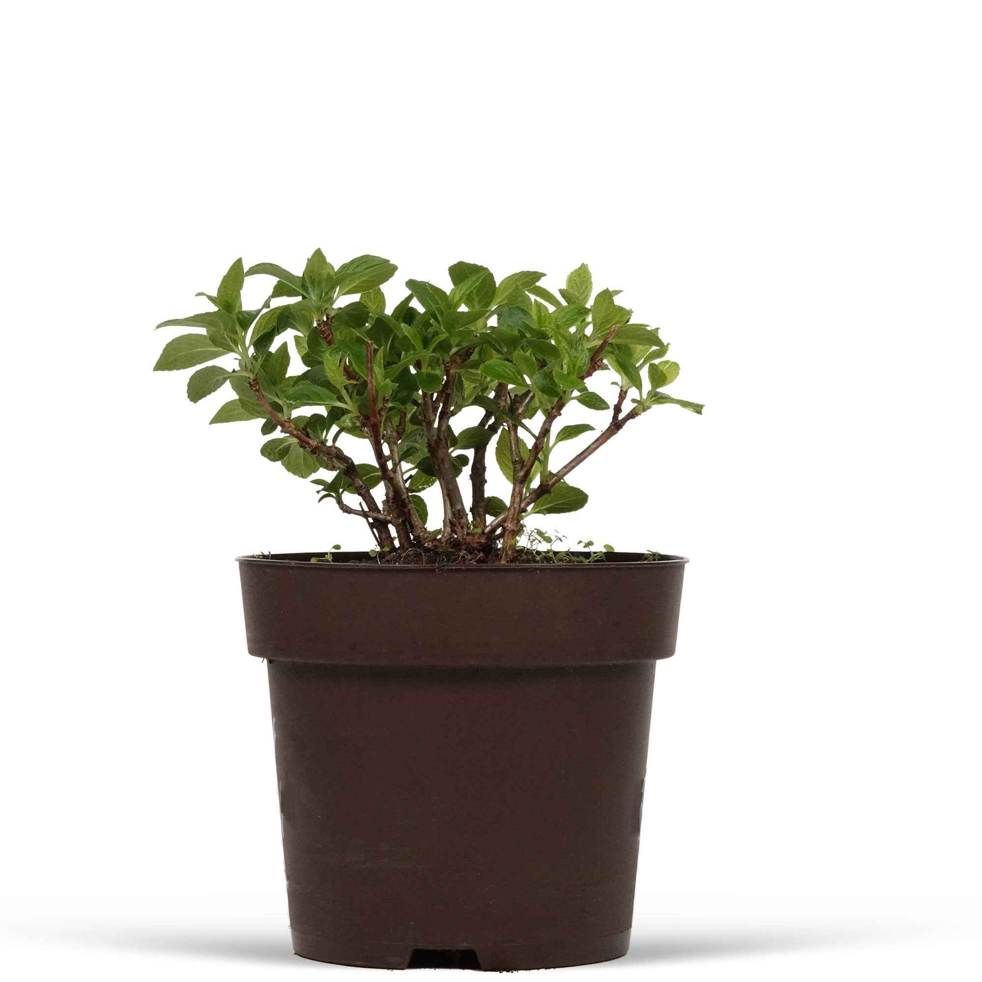 Pluimhortensia 'Switch Ophelia'® - Image 3