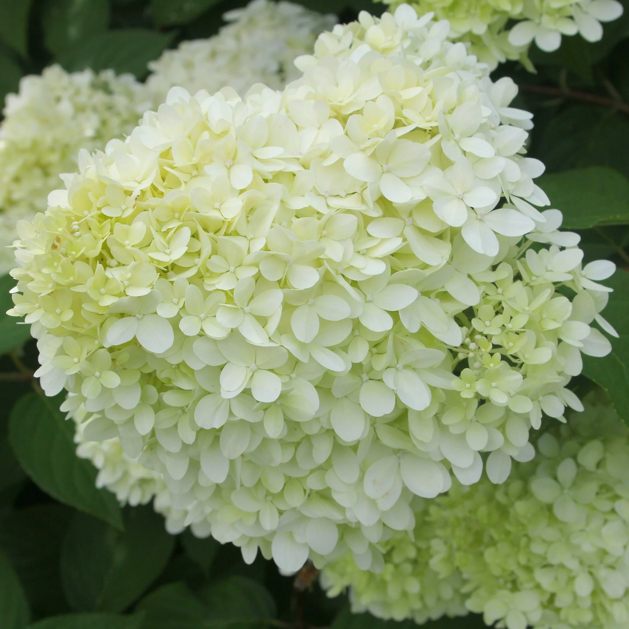 Pluimhortensia 'Limelight' - Image 3