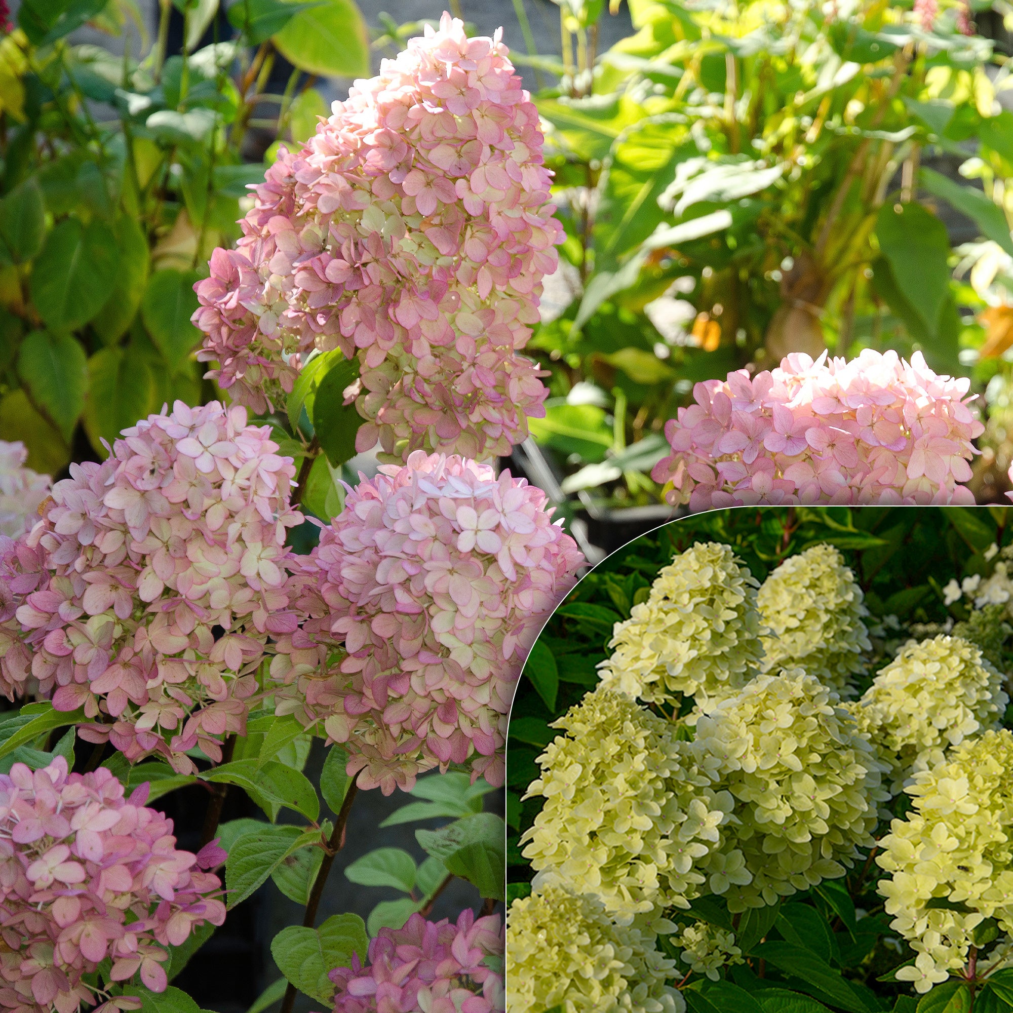 Pluimhortensia Magical® 'Candle'