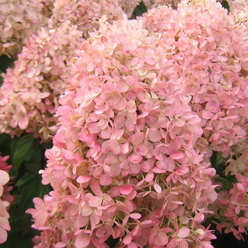 Pluimhortensia Magical® 'Sweet Summer'