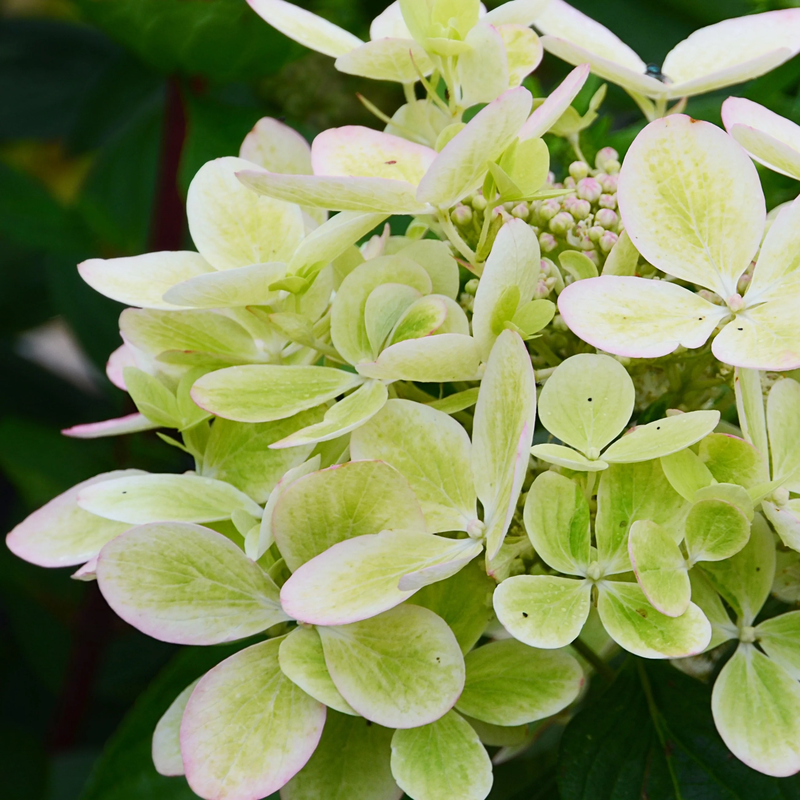 Pluimhortensia 'Pastelgreen'® Renxolor - Image 3