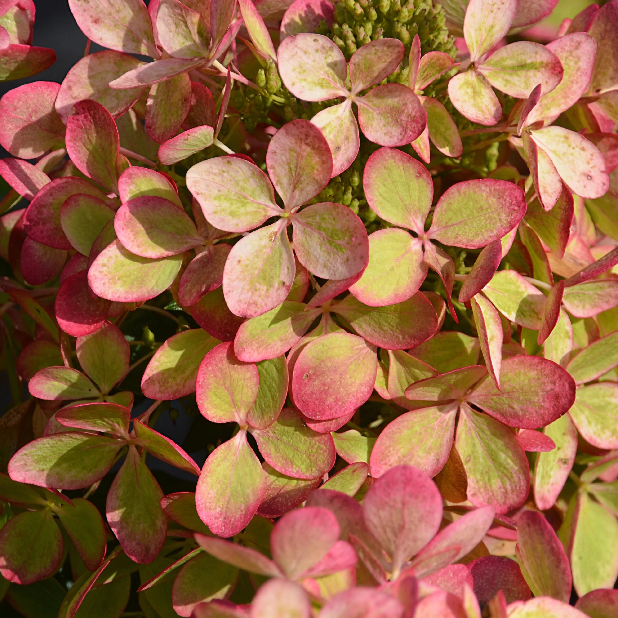Pluimhortensia 'Pastelgreen'® Renxolor - Image 4