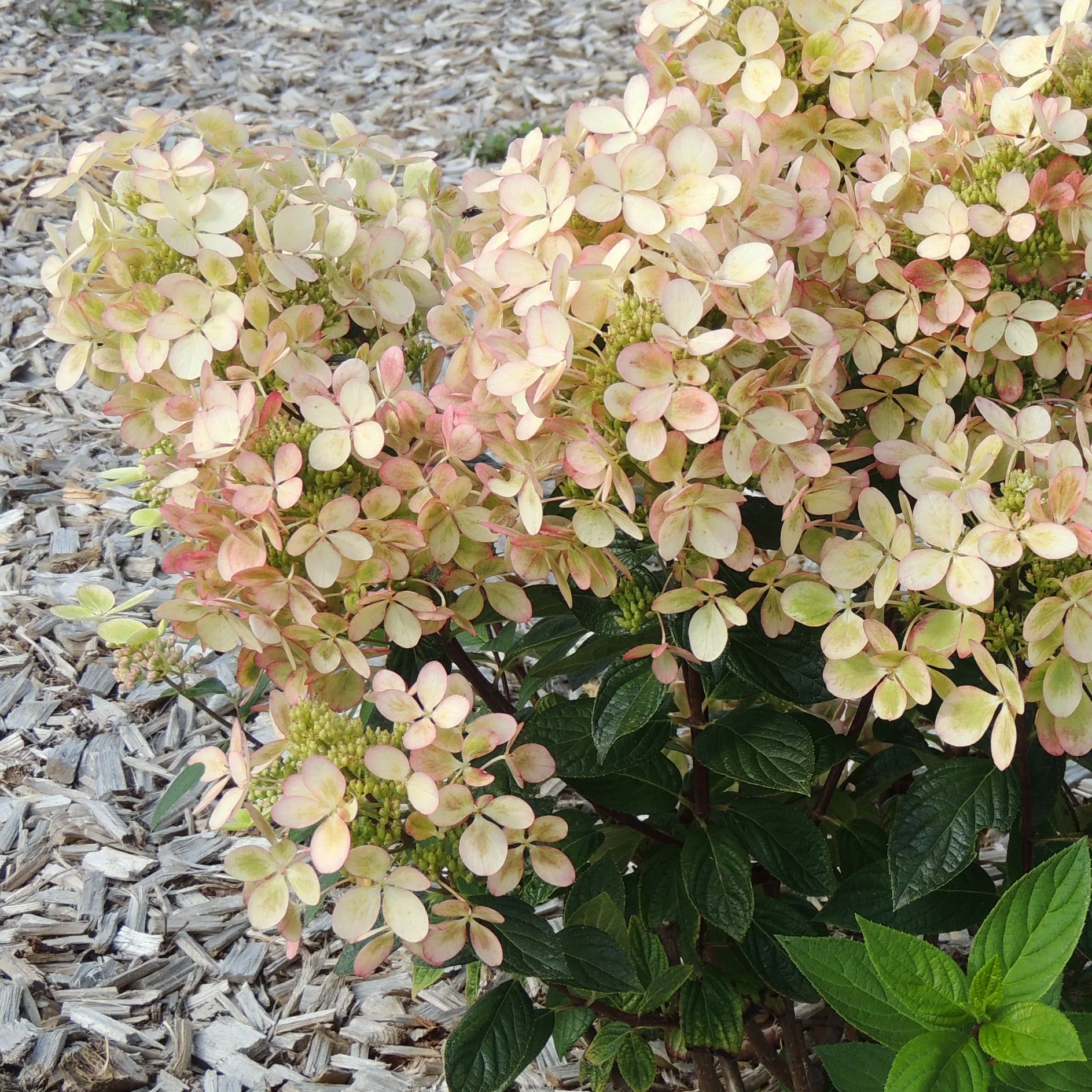 Pluimhortensia 'Pastelgreen'® Renxolor - Image 5