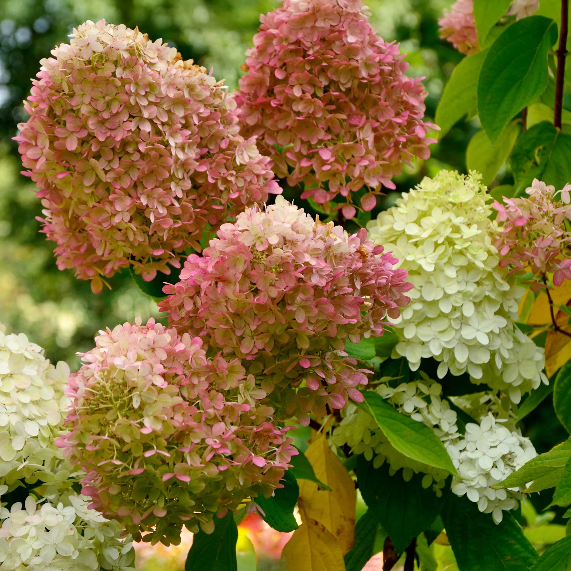 Pluimhortensia 'Romantic Ace'® 'Renvagor'