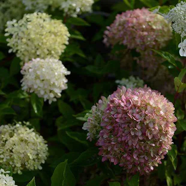 Pluimhortensia 'Romantic Ace'® 'Renvagor' - Image 2