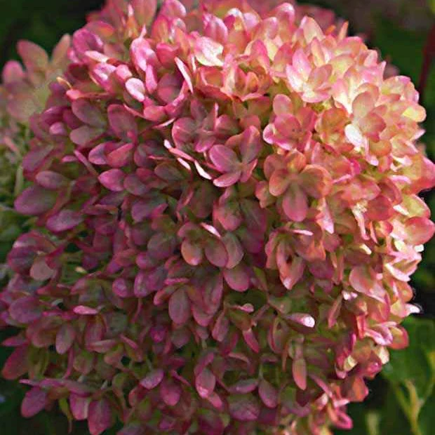 Pluimhortensia 'Romantic Ace'® 'Renvagor' - Image 3