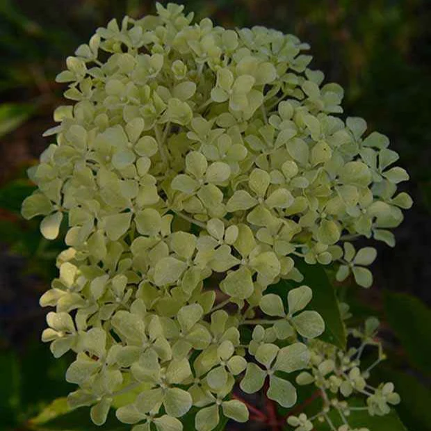 Pluimhortensia 'Romantic Ace'® 'Renvagor' - Image 4