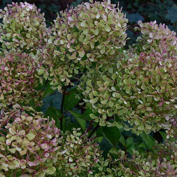Pluimhortensia 'Romantic Ace'® 'Renvagor' - Image 5