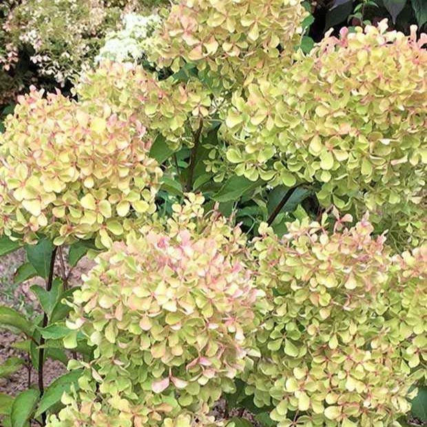 Pluimhortensia 'Romantic Ace'® 'Renvagor' - Image 6