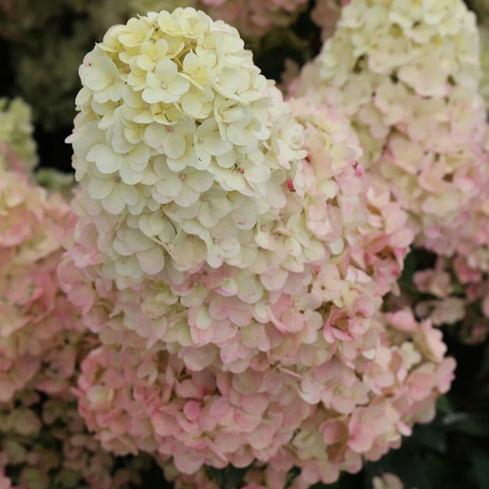 Pluimhortensia Sundae Fraise® 'Rensum' - Image 2