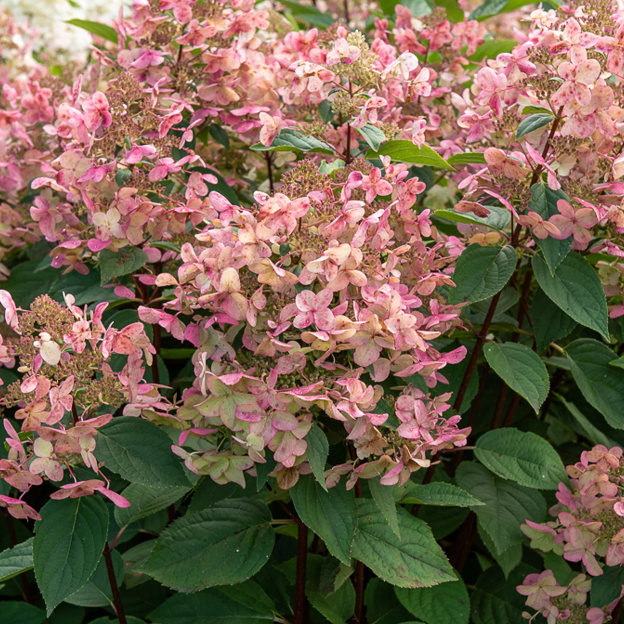 Pluimhortensia Wims Red