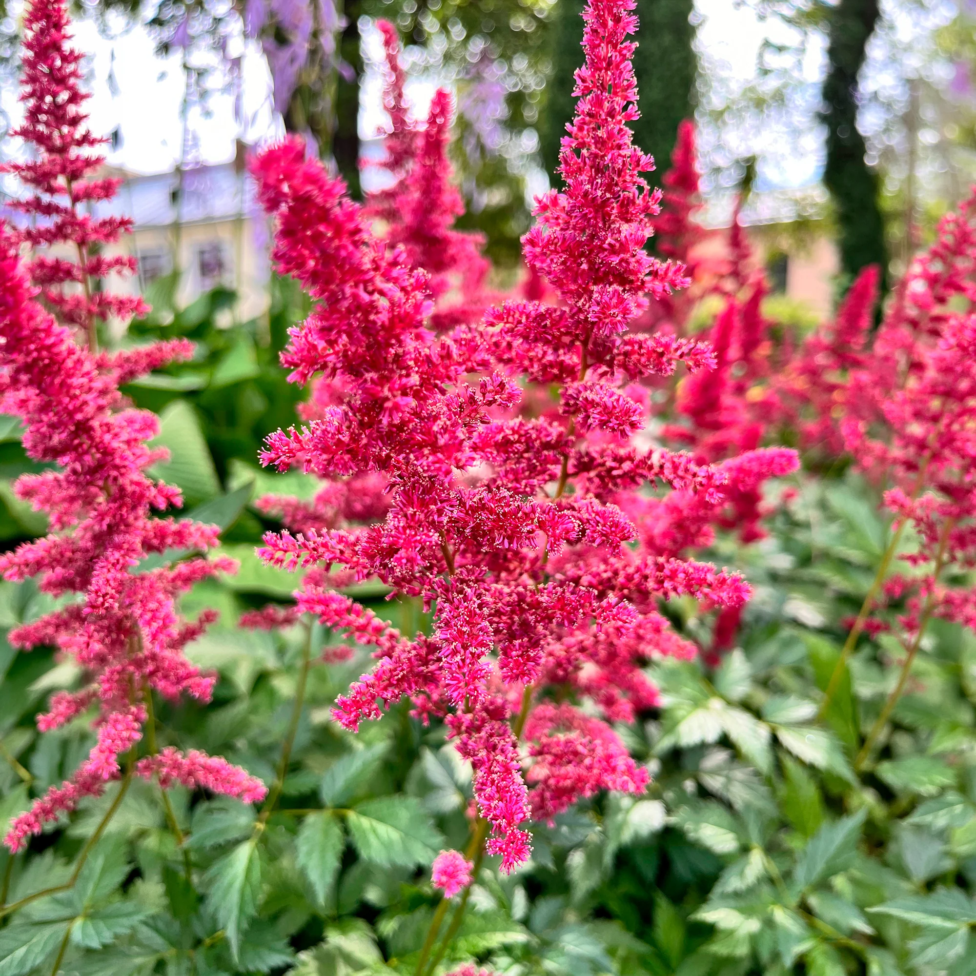 Pluimspirea Fanal - Image 2