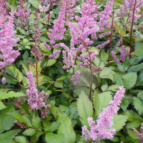 Pluimspirea Maggie Daley