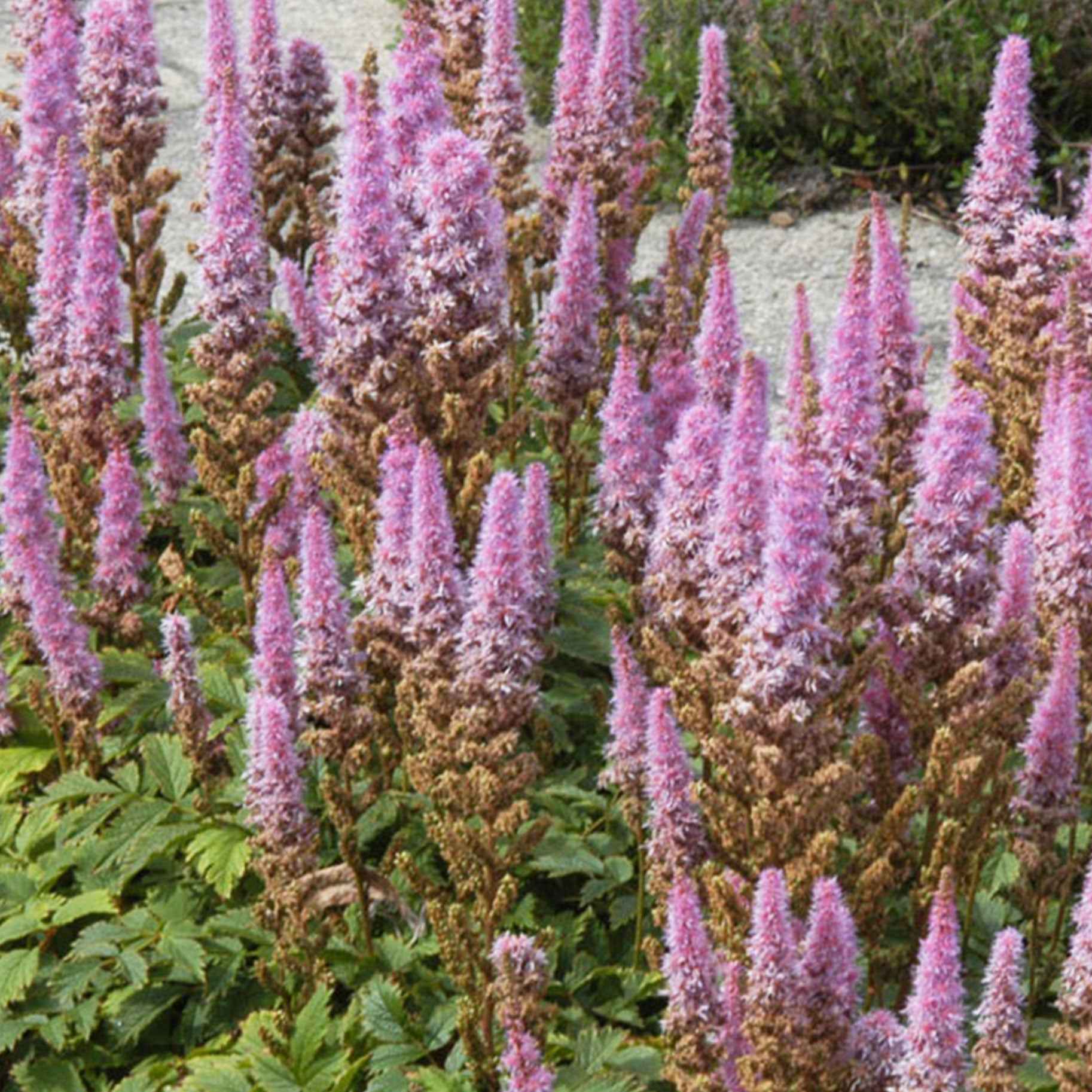 Miniatuur 2