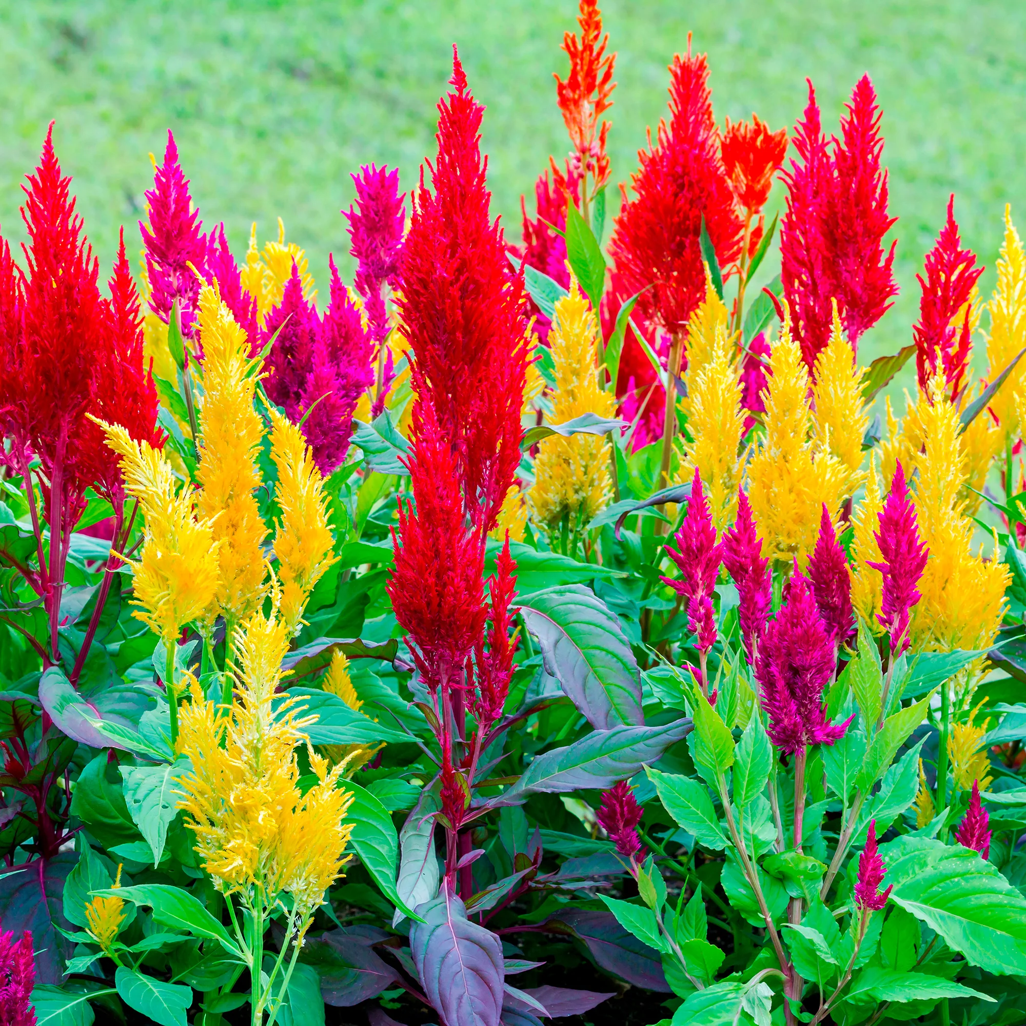Plumosa Mix - Image 2