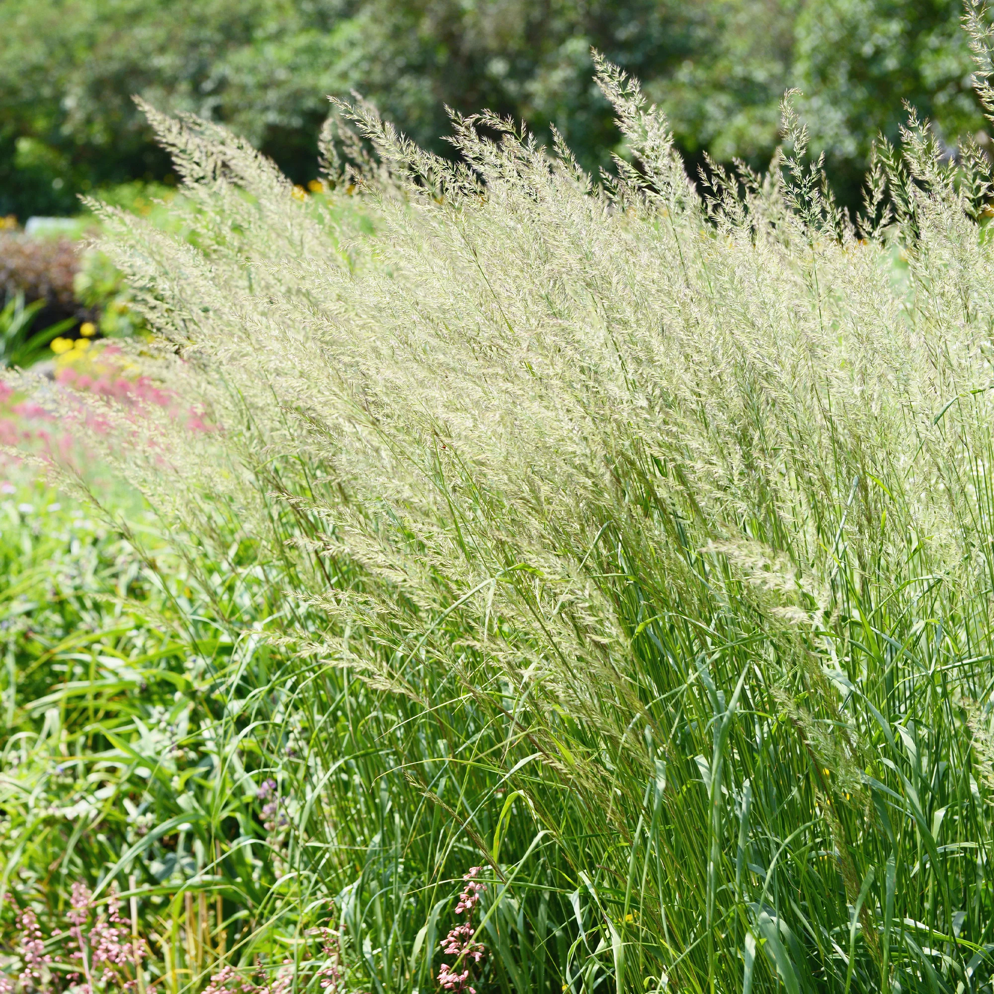 Poaceae - Image 2